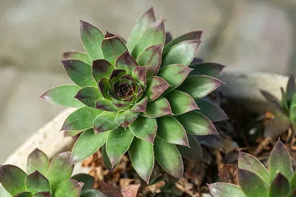 【多肉植物】センペルビウムの全て：種類から育て方、増やし方まで徹底解説